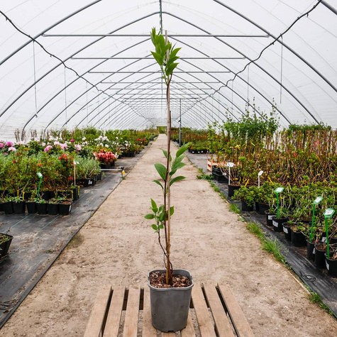 MINI KIWI Aktinidia Ostrolistna Issai obupłciowa C2