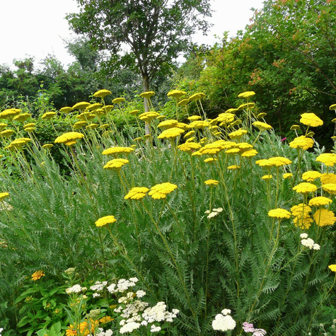 Krwawnik Wiązówkowaty Parker's Variety (C2)