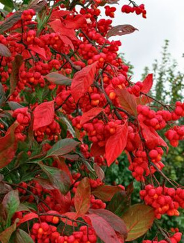 Trzmielina pospolita Red Cascade (C2)