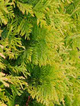Thuja Tuja Żywotnik zachodni Yellow Ribbon (C2)