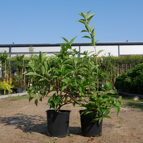 Hortensja bukietowa DOLLY