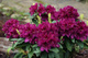 Rododendron Polarnacht purpurowo-fioletowy (C2)