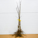 Morela Madarska Plant Pack