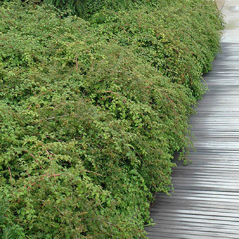 Tawulec pogięty Cripsa (C2)