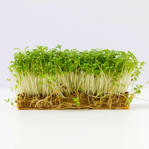 ZESTAW ALLEGRO Rzeżucha nasiona na kiełki BIO 15g