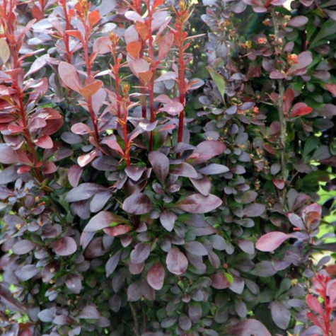 Berberys Thunberga Helmond Pillar (C1.7)