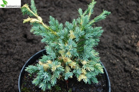 Jałowiec łuskowaty Golden Flame białe plamki