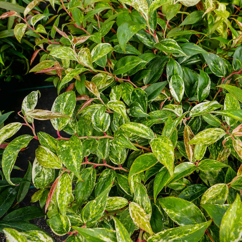 Kiścień Wawrzynowy Makijaż (C2)