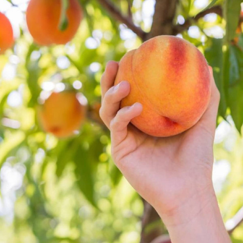 Brzoskwinia Maycrest Plant Pack