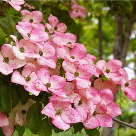 Dereń kousa Satomi Compact (C2)