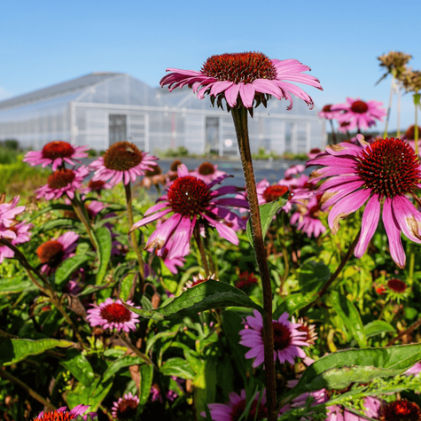 Jeżówka purpurowa Deep Rose (C2)