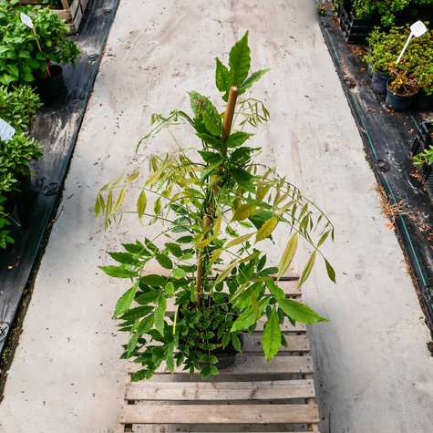 Glicynia kwiecista Issai Perfect