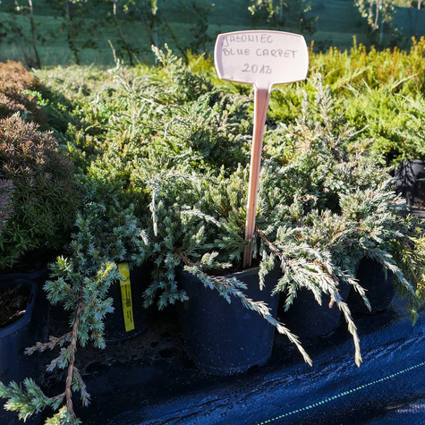 Jałowiec łuskowaty Blue Carpet niebieski dywan (C2)