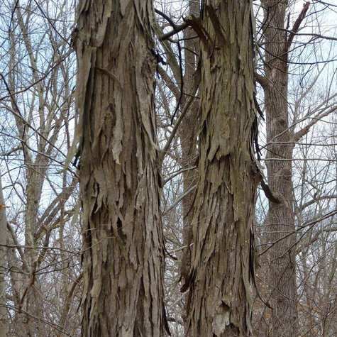 Orzesznik pięciolistkowy (C2)