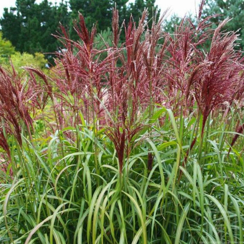 Miskant chiński Dronning Ingrid (C2)