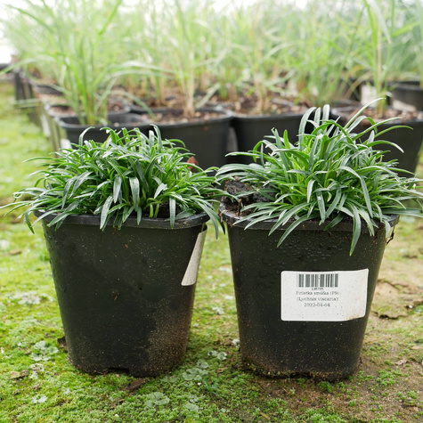 Firletka smółka (C2)