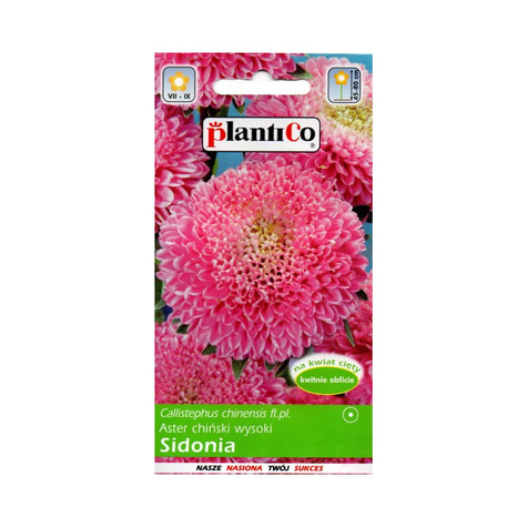 Aster chiński książęcy pomponowy różowy Sidonia wysoki 1g