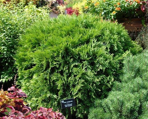 Thuja Tuja Żywotnik zachodni Woodwardii (C2)