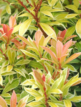 Pieris japoński Little Goldy (C2)
