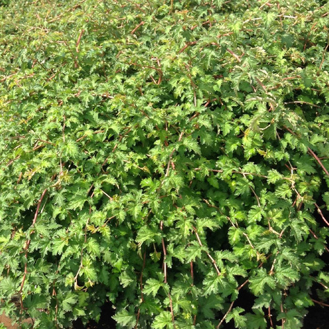 Tawulec pogięty Cripsa (C2)