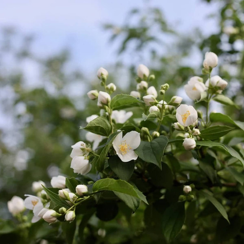 Jaśminowiec Innocence (P9)