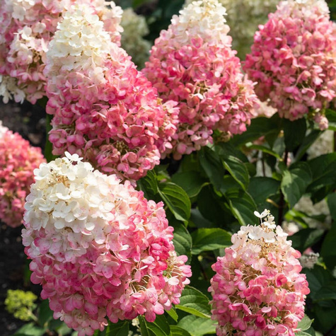 Hortensja bukietowa Pink Promise (C2)