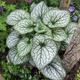 Brunnera wielkolistna Jack Frost (C2)