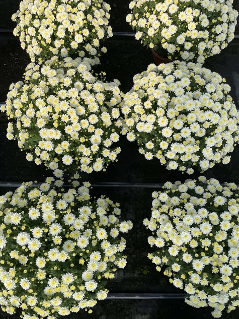 Chryzantema drobnokwiatowa Jasoda Yellow sadzonki w doniczce P11