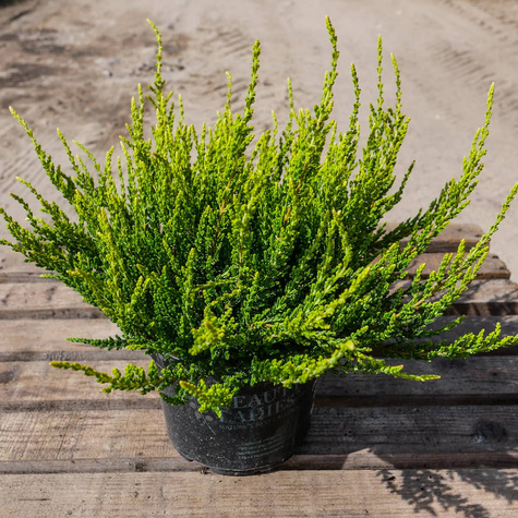 Wrzos pospolity biały kwiat żółte liście sadzonki