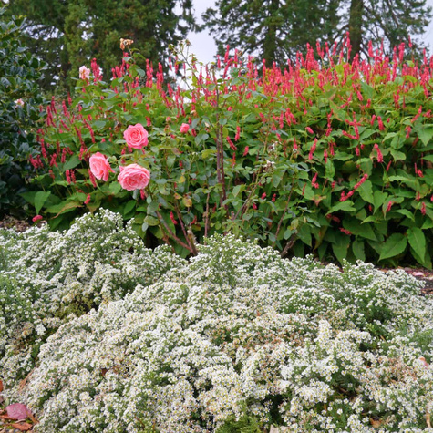 Aster wrzosolistny Snow Flurry biały płożący (C2)