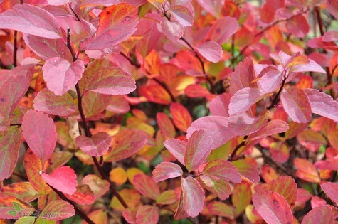 Tawuła brzozolistna Spirea betulifolia