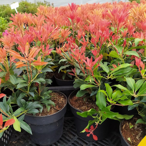 Pieris japoński Mountain Fire (C2)