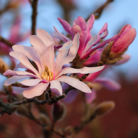 Magnolia Leonard Messel (C2)