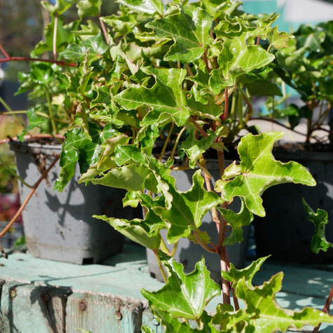 Bluszcz pospolity Crispa (P9)