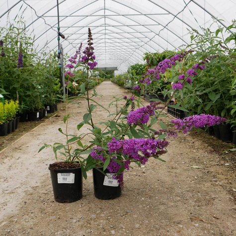 Budleja Dawida Border Beauty (C2)