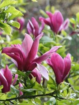 Magnolia purpurowa Nigra (C2)
