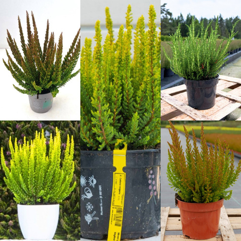 Zestaw Wrzosy Skyline Kolekcja Premium 5 Odmian