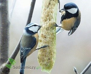 POKARM kolba zimowa dla ptaków zimujących 3szt. (ME50)