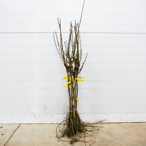 Porzeczka biała na pniu Plant Pack