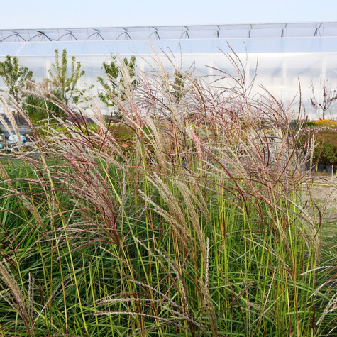 Miskant chiński Ferner Osten (C2)