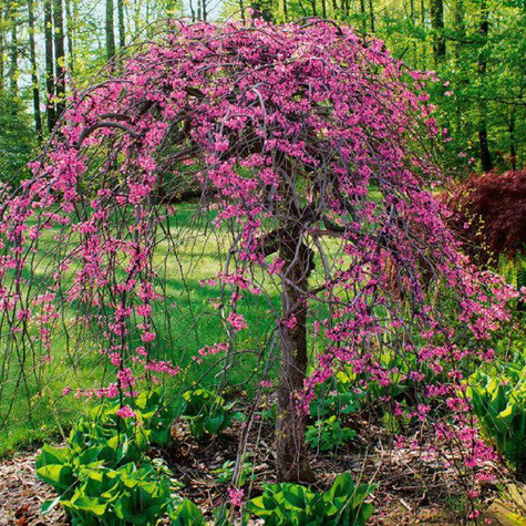 Jabłoń ozdobna purpurowa Pendula