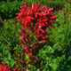 Lobelia szkarłatna Stroiczka czerwona (C2)