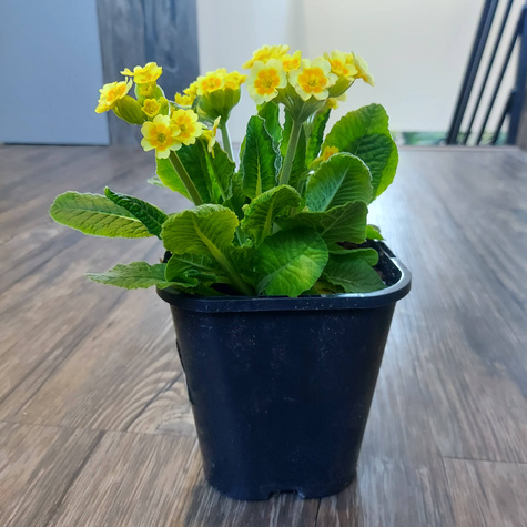 Pierwiosnek lekarski Lime with Orange (C2)