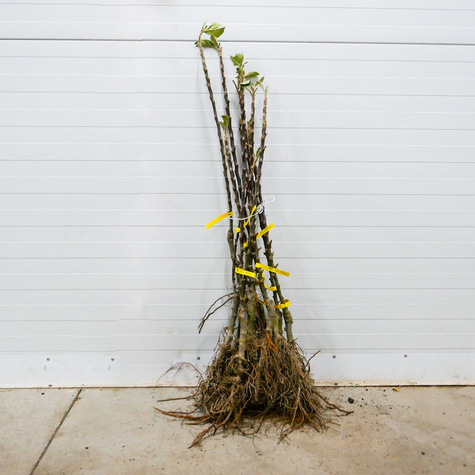 Jabłoń kolumnowa Flamenco Plant Pack