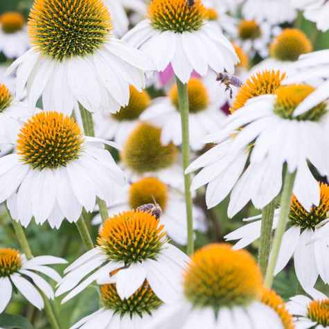 Jeżówka PowWow White (C2)
