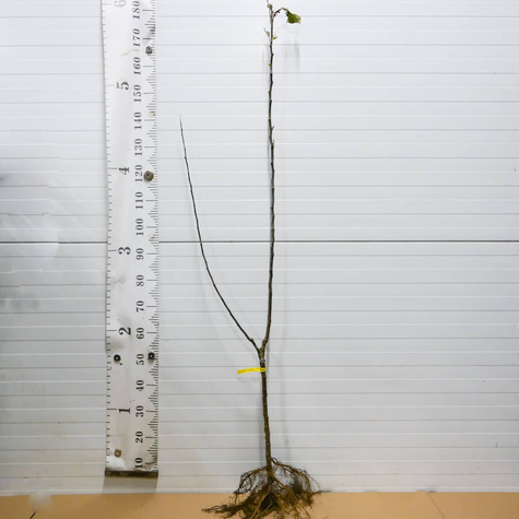 Duo Jabłoń Golden Delicious+Szara Reneta Plant Pack