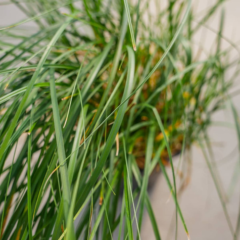 Turzyca piaskowa (C2)