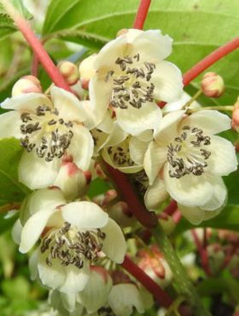 MINI KIWI Aktinidia ostrolistna Weiki męska (C2)