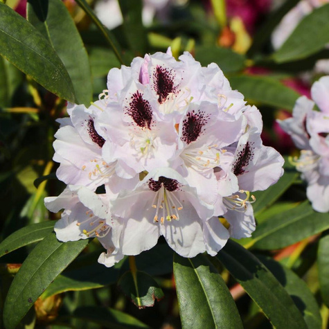 Rododendron Calsap (C2)