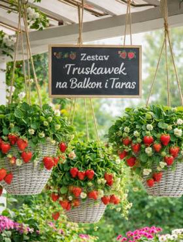 Zestaw Truskawki na Balkon i Taras Frigo